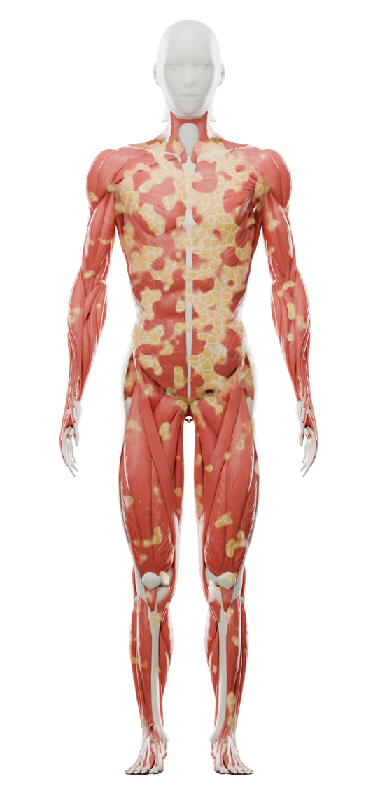 Everhale's body map: yellow fat tissue over red muscle, more yellow where there is more fat